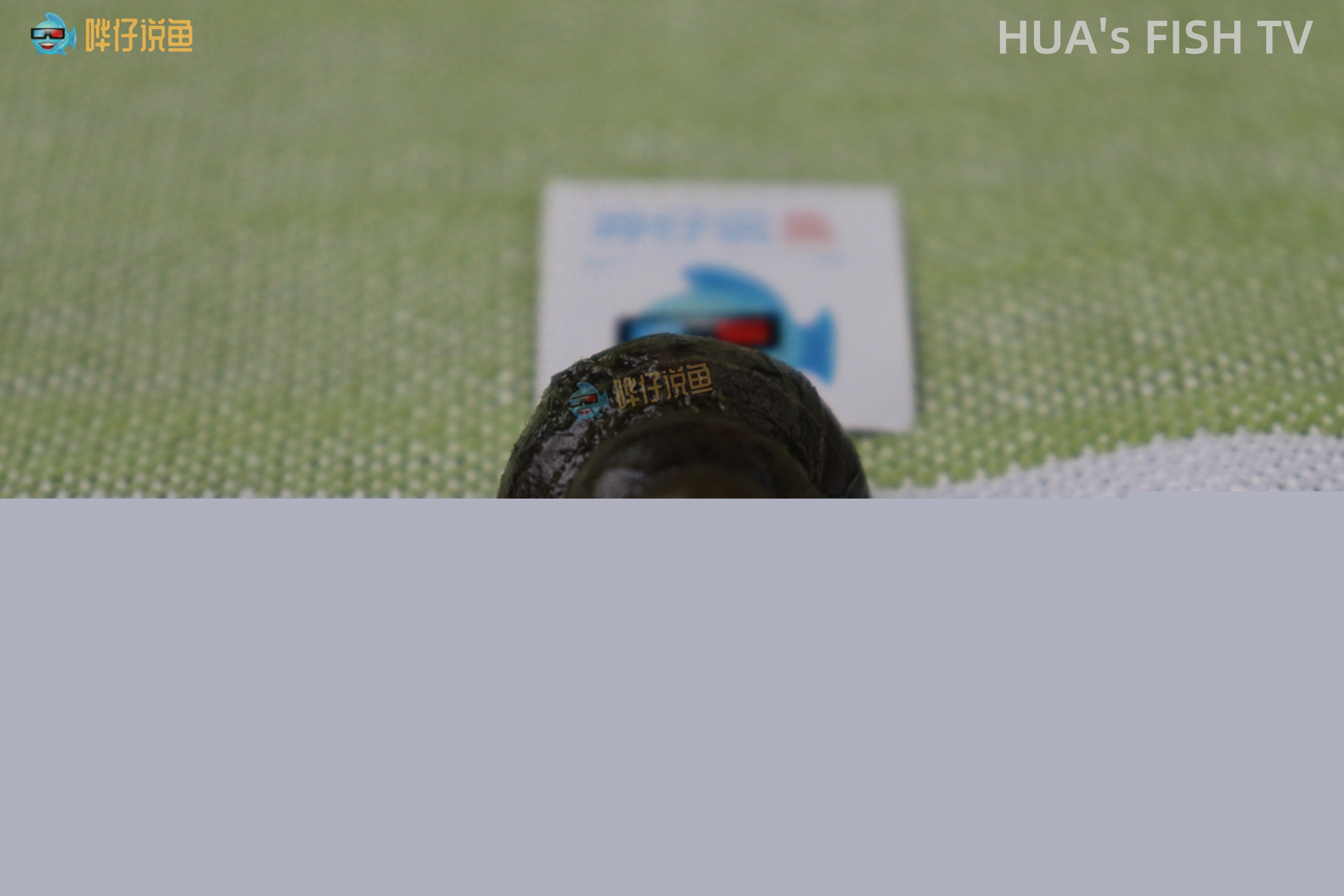 用田螺给鱼缸除藻效果如何？今天抓到一只，打算试试
