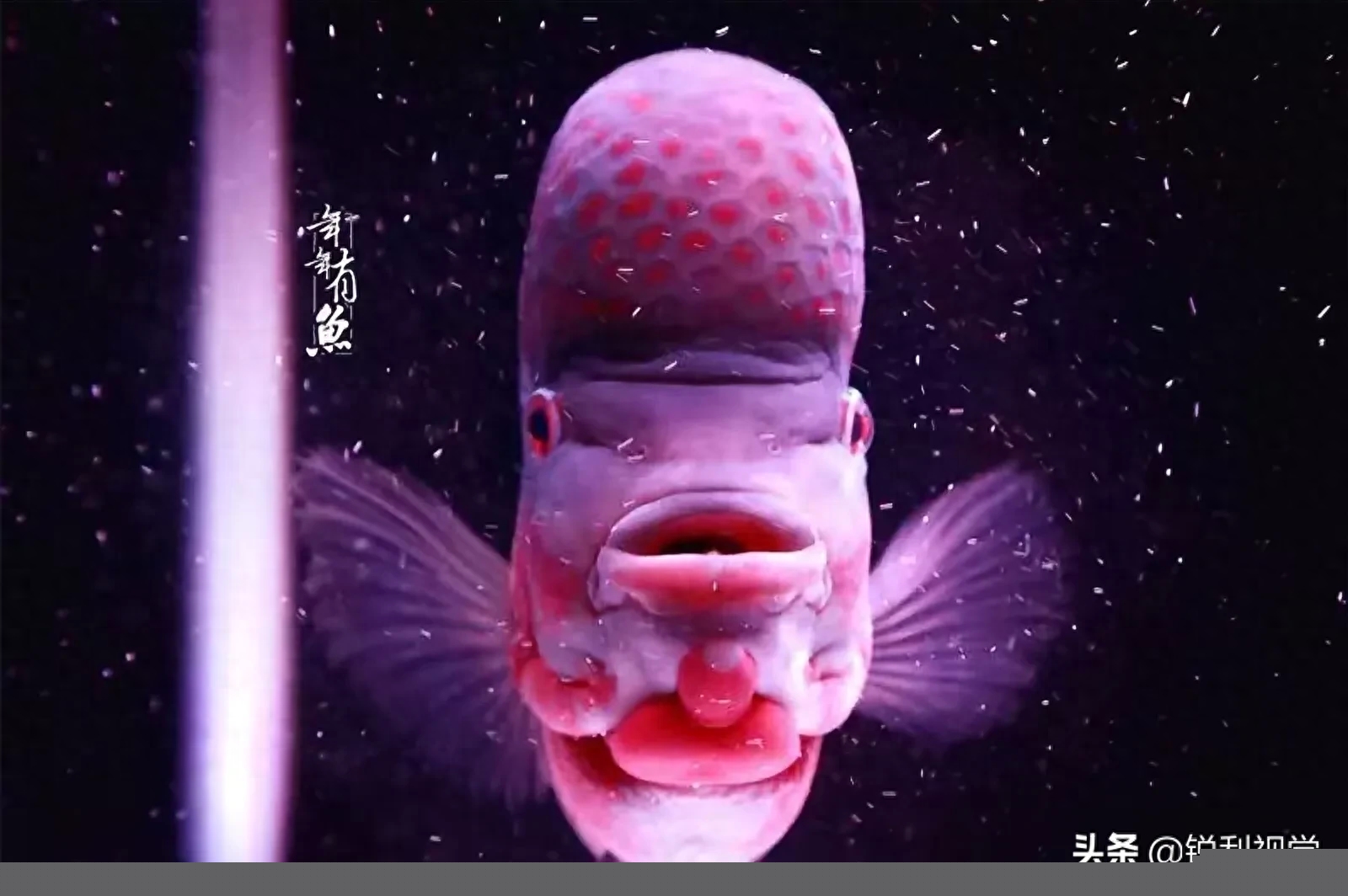 寓意长寿吉祥，财运滚滚的罗汉鱼。